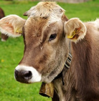 Státní veterinární správa upravuje mimořádná veterinární opatření kvůli slintavce a kulhavce